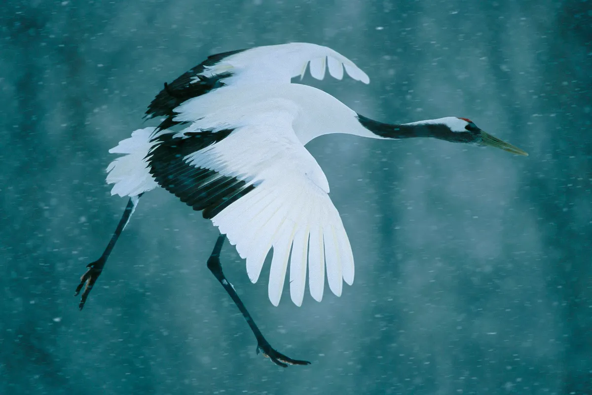 An egret standing in misty blue water with a soft, clean background