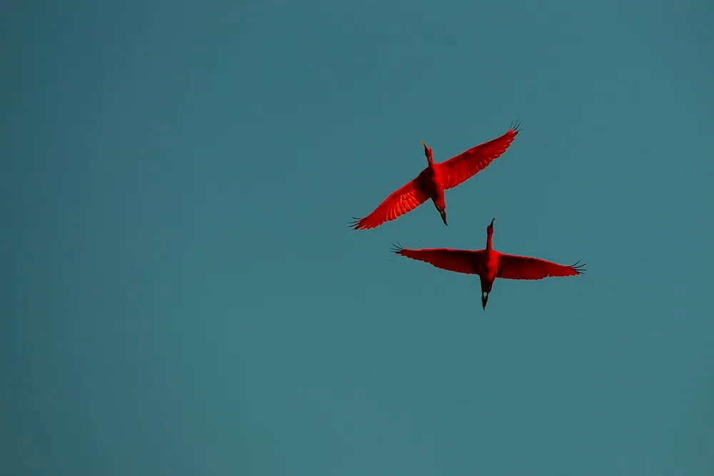 A scarlet ibis backlit against a dark, dramatic sky