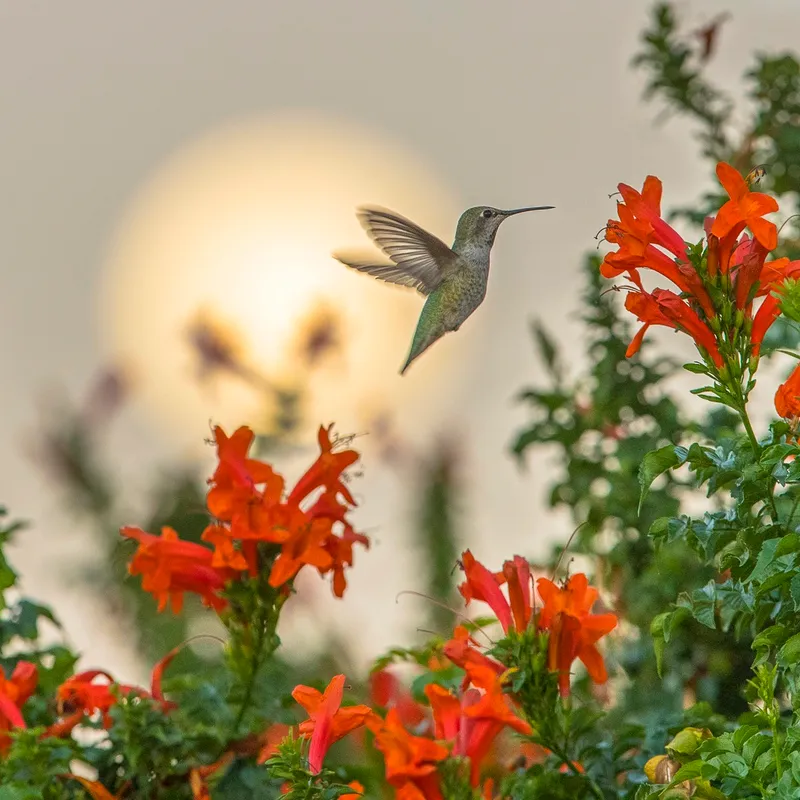 Warm-toned scene of red birds among foliage