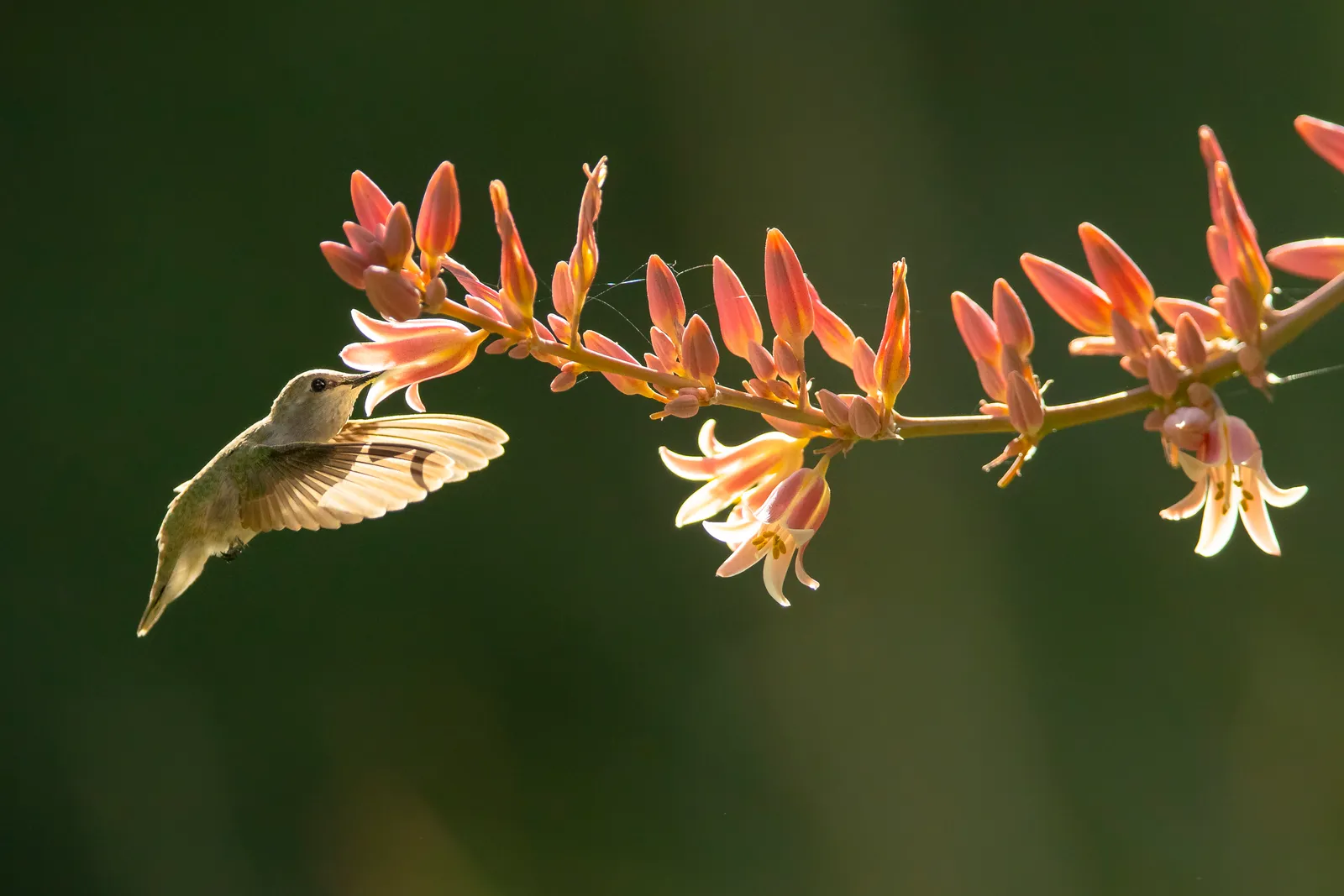 A hummingbird feeding among flowers — photographed by Tim Laman